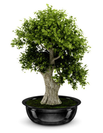 single-image-01 single-image-01