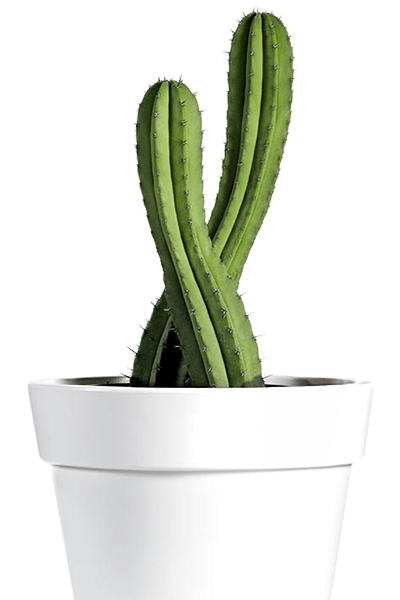 product-img-custom-2